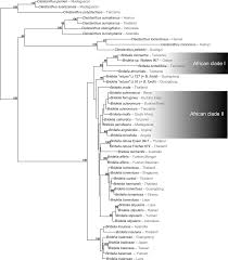 Image result for Cleistanthus polystachyus