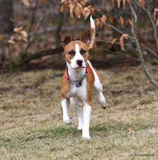 What is it like to be a boxer dog? Dog For Adoption Paulie A Boxer Mix In Westminster Md Petfinder
