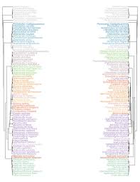 Image result for Triainolepis