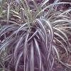It is easy to care for, and it'll grow in various environments. 1