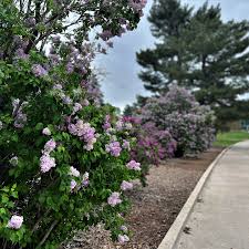 Image result for Lilac 1958 Coldspot Kenmore