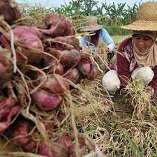 Materi pelatihan diberikan langsung oleh petani bawang merah yang sudah sukses di brebes. Bi Bantu Gapoktan Kembangkan Bawang Merah Di Maluku Tenggara