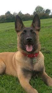 Belgian malinois for sale uk. Belgian Malinois For Sale Working Type London Worcester Park Surrey Pets4homes