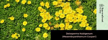 Image result for Delosperma mahonii