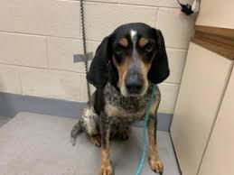 Find bluetick coonhound puppies and breeders in your area and helpful bluetick coonhound information. Bluetick Coonhound Rescue Dogs For Adoption Near Ellicott City Maryland Petcurious