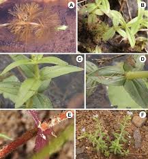 Image result for Limnophila indica