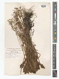 Image result for Senecio pleistocephalus