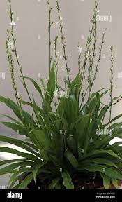 Image result for Chlorophytum krookianum