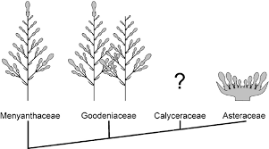 Image result for Menyanthaceae