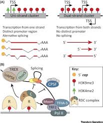 Die stadt pirna liegt im bundesland sachsen ★ stadtplan mit straßen im bereich 01796 vg pirna und umgebung inklusive auflistung aller zugeordneten bezirke & stadtteile. Pirna Biogenesis In Drosophila Melanogaster Trends In Genetics