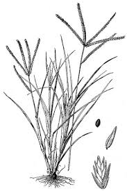 Image result for Eleusine indica