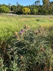 Image result for Erlangea misera