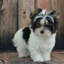 Morkie Puppies at Heavenly Puppies - We are South Florida ...