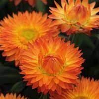 Mohave Orange Bracteantha