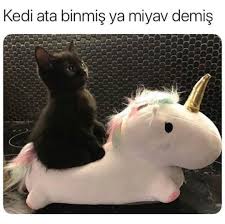 Miyavv Komik Hayvan Komik Kedi Resimleri Sevimli Hayvan Yavrulari