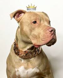 Boris With The Xl Rose Gold Chain 43mm Xl Rose Gold Chain Collar The Finest Luxury Chains In The Uk Shop Now Reg Red Nose Pitbull Pitbull Rescue Dogs