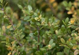 Location map for buxus microphylla var. How To Grow And Care For Winter Gem Boxwood