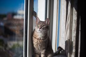 To make a simple cat condo with a scratching post, wind sisal rope from the top to the bottom of a vertical support and attach the support to studs in one wall. Floor To Ceiling Trees For Apartment Cats The Purrfect Space Savers