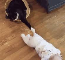 We love cats & kittens. Funny Cat Gifs Tenor