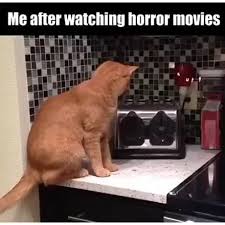 Anything Will Immediately Trigger Me Funny Cats Cute Funny Animals Cute Cats And Dogs