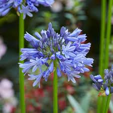 Image result for Agapanthus africanus