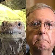 #mcconnelling w/ mitch mcconnell, cecil turtle and jon stewart. Harassing Mitch Mcconnell With Turtle Pics Memedosh Twitter