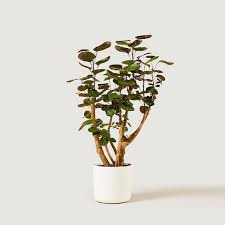 Image result for Polyscias kivuensis