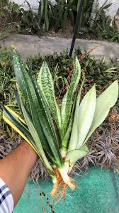 Image result for Sansevieria
