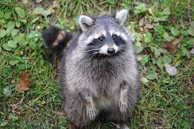 Daytime raccoon hunting has many benefits: How To Tell If A Raccoon You See During The Day Has Rabies