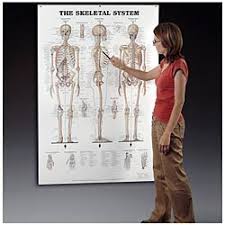 Skeletal System Giant Anatomical Chart
