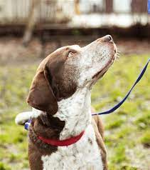Adopt Victor On Petfinder Dog Adoption Bassett Hound Help Homeless Pets