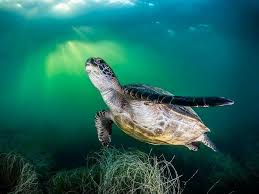 Sea Turtle Beach Ocean Art Cute Animals Underwater Creatures