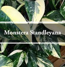 Verkaufe diese schönen bewurzelten ableger meiner monstera standleyana variegata. Monstera Standleyana Exotic Variegated Vine Gardening Brain