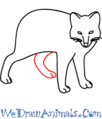 Color with us at home! How To Draw An Arctic Fox