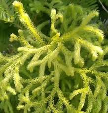 Image result for Lycopodium
