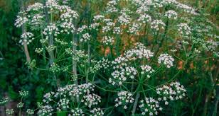 Image result for Pimpinella