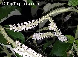 Image result for Lannea virgata