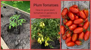 If you're growing indeterminate or vining varieties (big boy, beef master, most heirlooms). Plum Tomatoes How To Grow Plum Tomatoes In Gardens And Containers