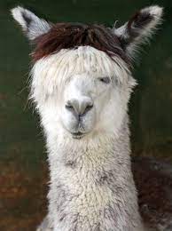 Information On Llama Wool Fiber Types Ehow Alpaca Farm Alpaca Alpaca Facts