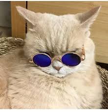 Gozluk Cat Glasses Cat Sunglasses Cool Cats