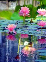 Account Suspended Beautiful Flowers Water Lilies Water Lilly