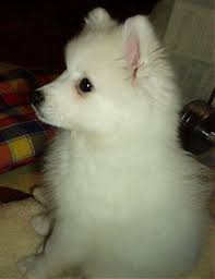 I Had One He Was The Best Dog Ever Japanese Spitz Japanese Spitz Puppy Spitz Dog Breeds