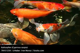 Die laichzeit der fische reicht von frühjahr bis sommer. Die 8 Beliebtesten Fischarten In Deutschlands Gartenteichen