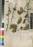 Image result for Commiphora pteleifolia