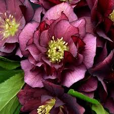 You can enjoy their offerings just in time for your first summer bbq. 15 Spring Flowers For A Beautiful Garden Garden Design