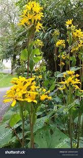 Image result for Ligularia sibirica