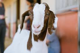 Apr 14, 2021 · internet slang. Goats Farm Animals Farm Sanctuary