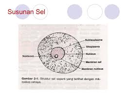 Unsur dalam protein adalah karbon, hidrogen, oksigen dan hidrogen. Komposisi Kimiawi Sel Dan Sistem Koloid Ppt Download