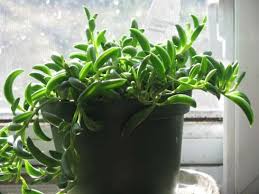 Senecio rowleyanus 'string of pearls' and senecio radicans 'string of bananas' are two very similar plants in not only how they look, but also in their growing habits, care and propagation. Senecio String Of Pearls String Of Beads String Of Bananas Fishhooks Senecio Guide Our House Plants