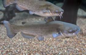 Black And White Spotted Catfish White Catfish Ameiurus Catus Spawning Catfish Native North Americans Blue Catfish